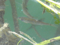 Cymatogaster aggregata