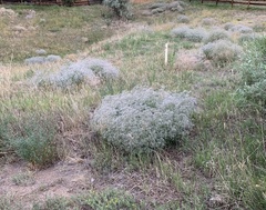 Gypsophila paniculata