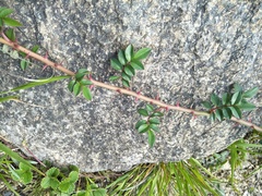 Rosa transmorrisonensis