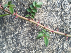 Rosa transmorrisonensis