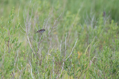 Melospiza georgiana nigrescens