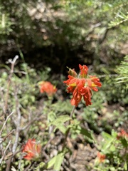 Castilleja pruinosa