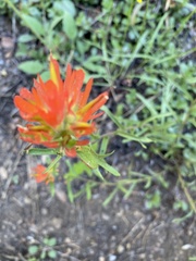 Castilleja pruinosa