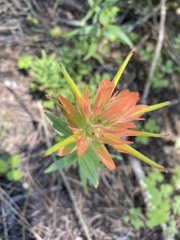 Castilleja pruinosa
