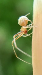 Theridion dilutum