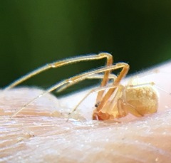 Theridion dilutum