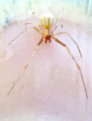 Theridion dilutum