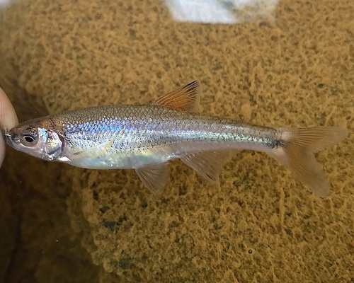 Zwartpunt-shiner (Lythrurus atrapiculus) — Cyprinidae
