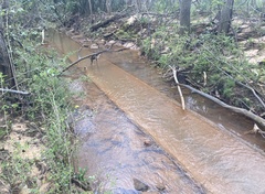 Lythrurus atrapiculus