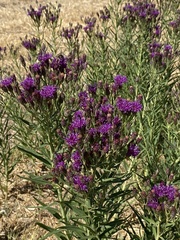 Vernonia marginata