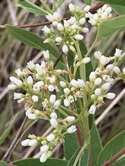 Apocynum cannabinum