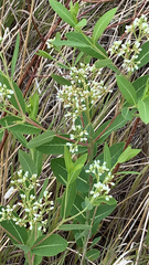 Apocynum cannabinum