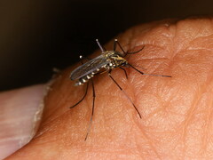 Aedes geniculatus