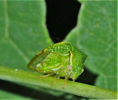 Hadrophallus bubalus