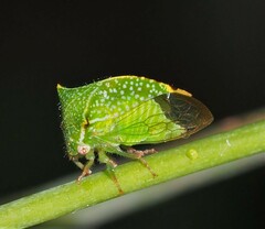 Hadrophallus bubalus