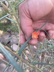 Talinum polygaloides
