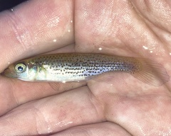 Fundulus blairae