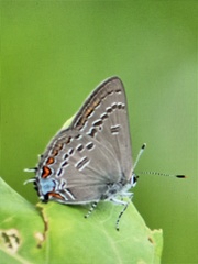 Satyrium calanus