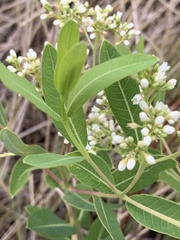 Apocynum cannabinum