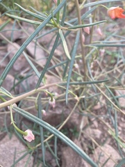 Talinum polygaloides