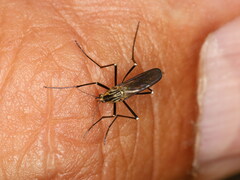 Aedes geniculatus