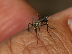 Aedes geniculatus