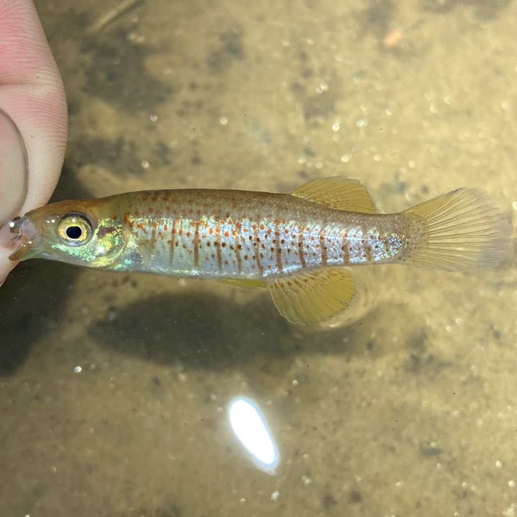 Bayou topminnow (Fundulus nottii) — Fundulidae