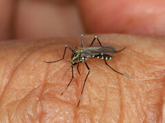 Aedes geniculatus
