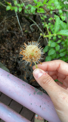 Cephalanthus occidentalis