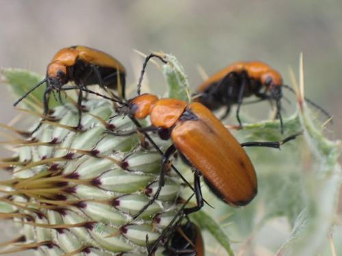 Nemognatha lutea