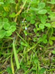 Veronica serpyllifolia