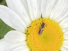 Hylaeus leptocephalus