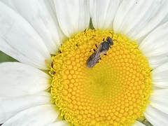 Hylaeus leptocephalus