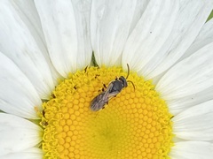 Hylaeus leptocephalus