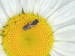Hylaeus leptocephalus