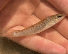 Fundulus stellifer
