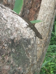 Anolis cristatellus wileyae