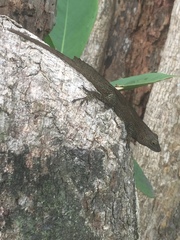 Anolis cristatellus wileyae