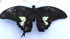 Papilio antonio