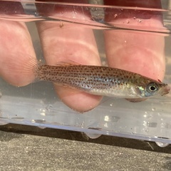 Fundulus blairae