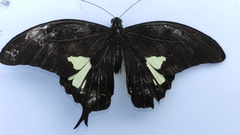 Papilio antonio