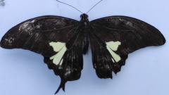 Papilio antonio