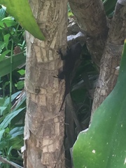 Anolis cristatellus wileyae