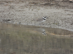 Charadrius placidus