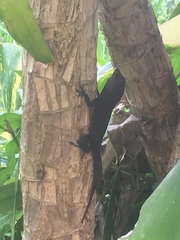 Anolis cristatellus wileyae