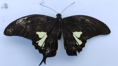 Papilio antonio