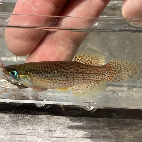 Fundulus Nottii