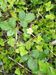 Fragaria hayatae