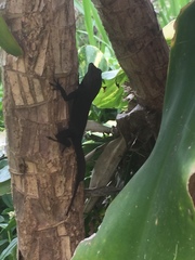 Anolis cristatellus wileyae