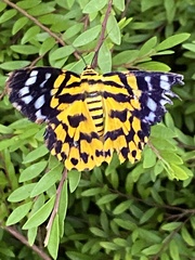 Dysphania subrepleta